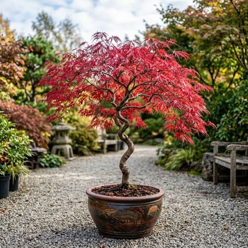 Japanese Red Acer Maple