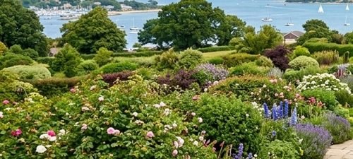 Hardy Evergreen Hedging